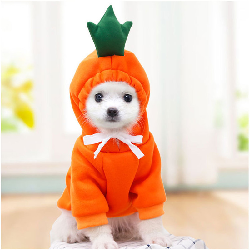 Winter Clothing Pictures - Ropa bonita de fruta para perros